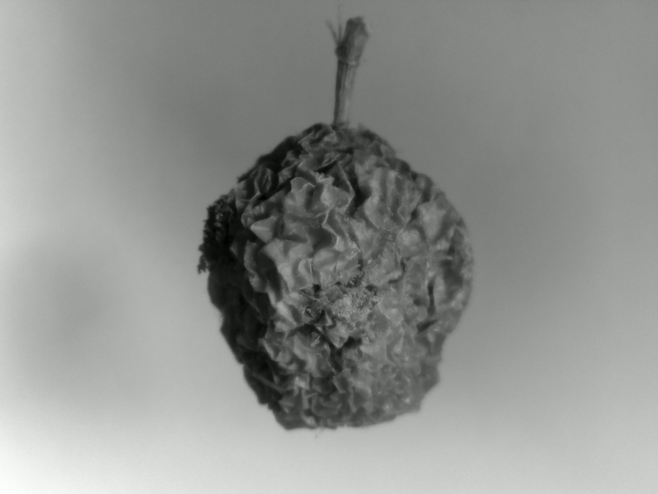 Skaliertes Bild 202003291515.jpg 