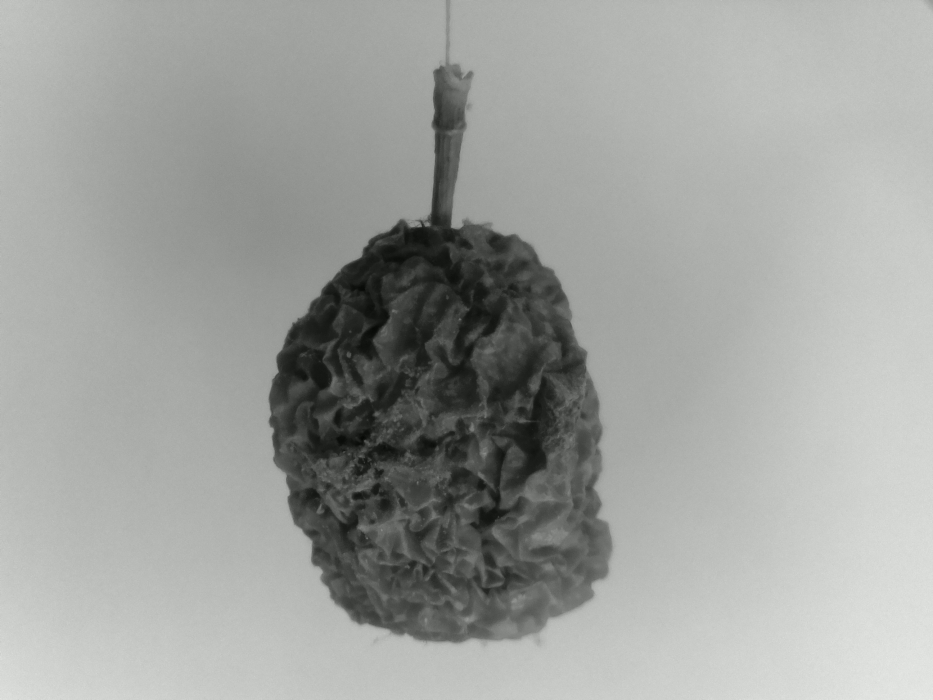 Skaliertes Bild 202004161415.jpg 