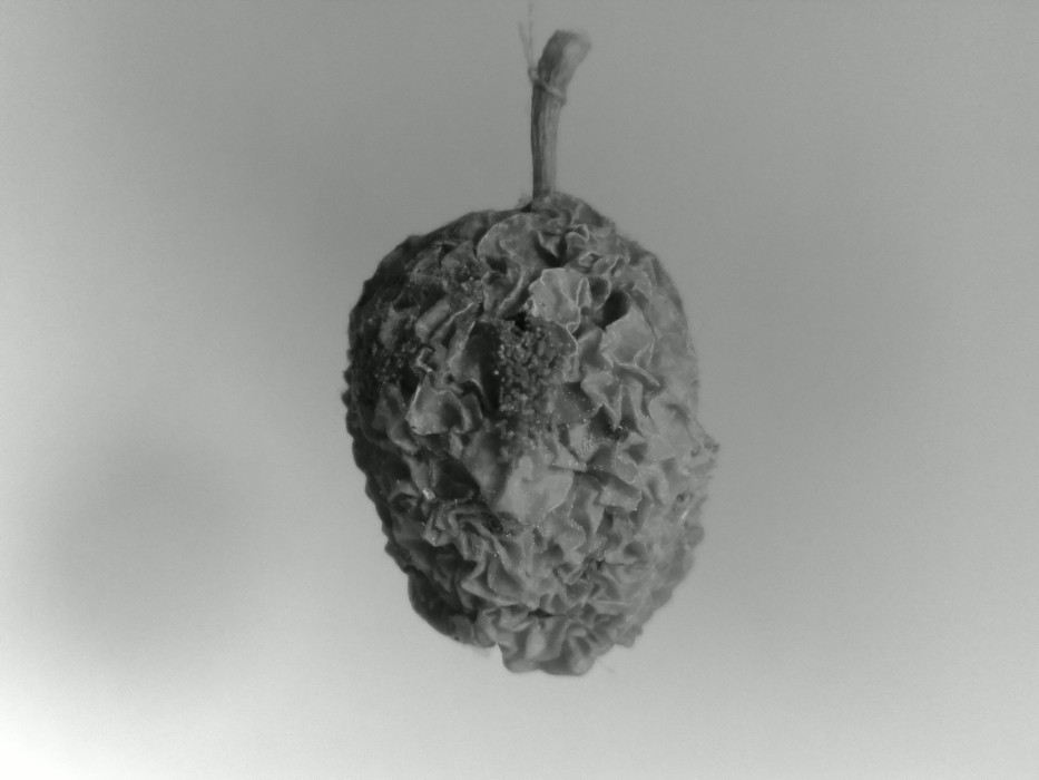 Skaliertes Bild 202004291215.jpg 