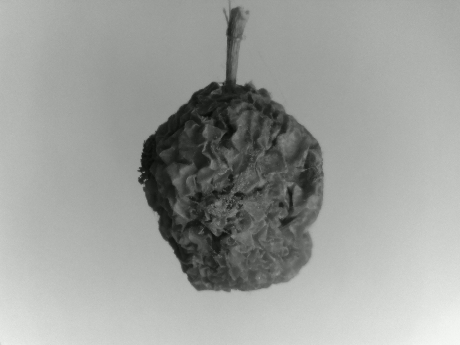 Skaliertes Bild 202107241215.jpg 