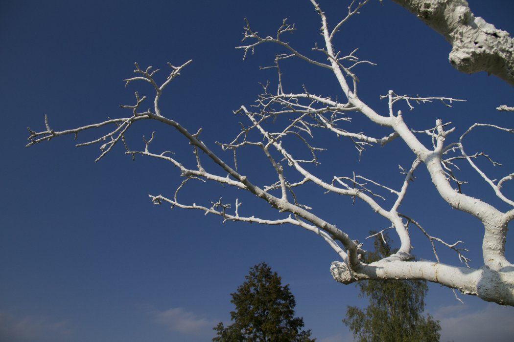 Scaled image Weißer-Baum_10.jpg 