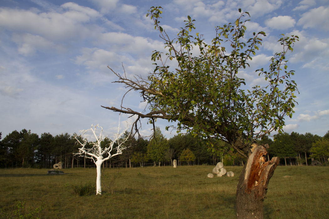 Scaled image Weißer-Baum_13.jpg 